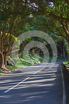 The road in the forest near Vigia das Baleias. Terceira, Azores. Portugal