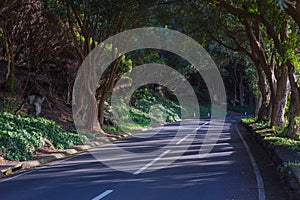 The road in the forest near Vigia das Baleias. Terceira, Azores. Portugal photo