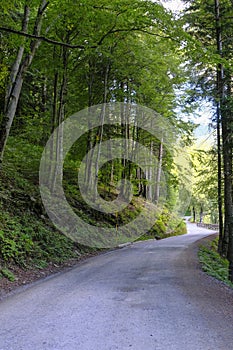 road in the forest in perspective. National park Appennino Tosco-Emiliano. Lagdei, Emilia-Romagna photo