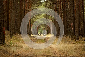 Road in a forest of pine trees