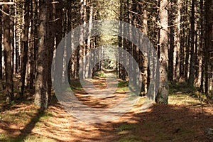 Road in a forest of pine trees