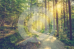 Road through forest with real sun, beautiful summer morning, vintage toned