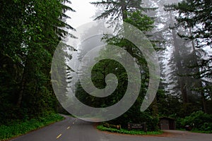 Road in the forest Redwood National Park, California USA