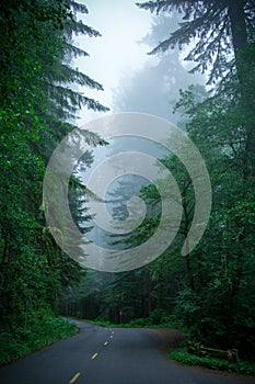 Road in the forest Redwood National Park, California USA