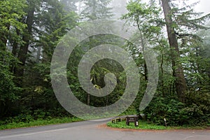 Road in the forest Redwood National Park, California USA