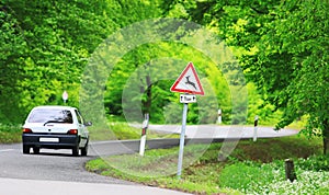 Road in forest road with deer caution roadsign