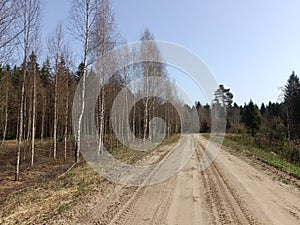 Road in forest in Siauliai county during sunny early spring day