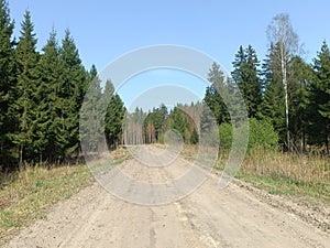 Road in forest in Siauliai county during sunny early spring day