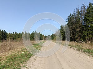 Road in forest in Siauliai county during sunny early spring day