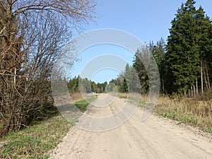 Road in forest in Siauliai county during sunny early spring day