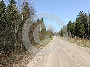 Road in forest in Siauliai county during sunny early spring day