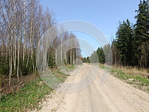 Road in forest in Siauliai county during sunny early spring day