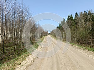 Road in forest in Siauliai county during sunny early spring day