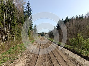 Road in forest in Siauliai county during sunny early spring day