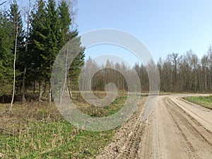 Road in forest in Siauliai county during sunny early spring day