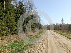 Road in forest in Siauliai county during sunny early spring day