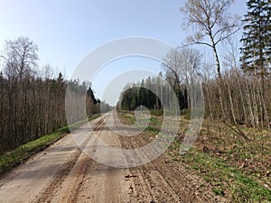 Road in forest in Siauliai county during sunny early spring day