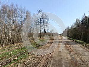 Road in forest in Siauliai county during sunny early spring day