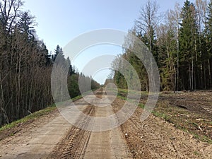 Road in forest in Siauliai county during sunny early spring day