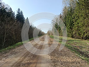 Road in forest in Siauliai county during sunny early spring day