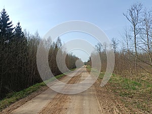 Road in forest in Siauliai county during sunny early spring day