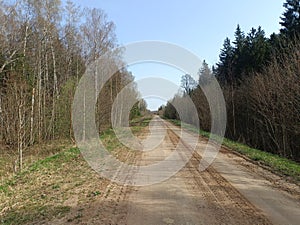 Road in forest in Siauliai county during sunny early spring day