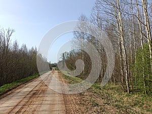 Road in forest in Siauliai county during sunny early spring day