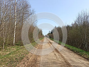 Road in forest in Siauliai county during sunny early spring day