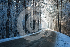 Road forest snow frost sunlight winter