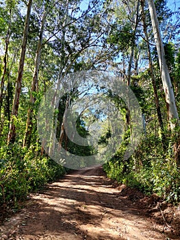 Road in forest of southamerica photo