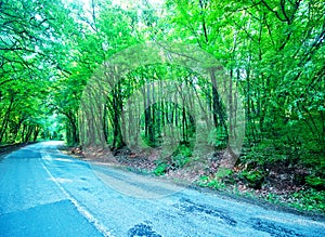 Road in forest