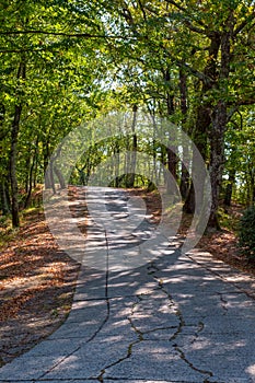 Road in the forest on a Sunny day. Shadows on the forest path