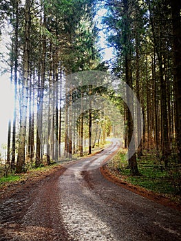 Road in forest, sunrays, location is Black Forest
