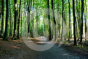 The road in a forest in sunshine