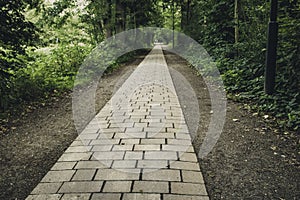 Road in forest