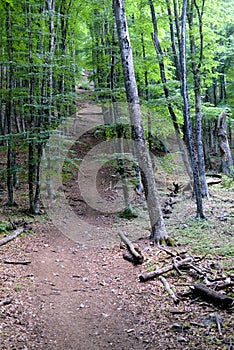 Road in the forest to Gorra photo