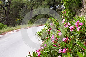 The road in the forest, trees and pink oleander flowers