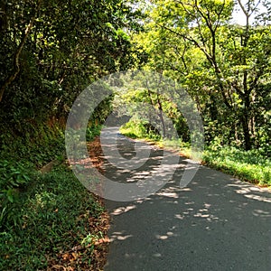 road through forest. tropical village site. esplanade.