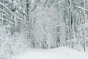 Road in a forest on a winter day