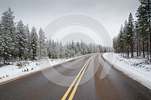 Road through forrest