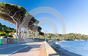 Road on french riviera with sea and pines in south France