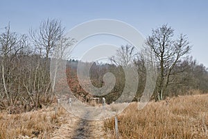 A road and gate through a dry forest with tall leafless trees and brown meadow in Autumn. Peaceful and scenic landscape