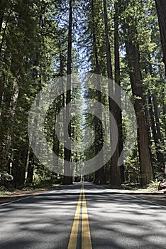 Road through Giant Redwood Forest in Northern California