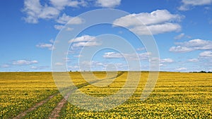 The road goes to the horizon in a flowered field. natural landscape. Summer, spring, day. Freshness and freedom. horizontal.