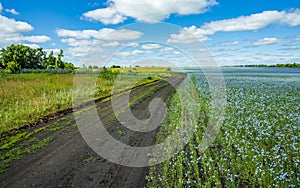 The road going through the fields of flowering flax