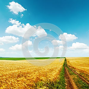 Road in golden field with harvest under blue sky