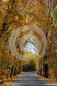 The road between golden trees in autumn