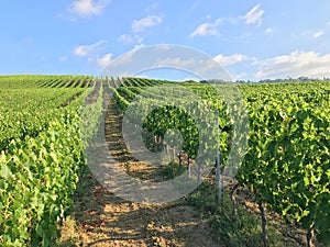 road of grapes