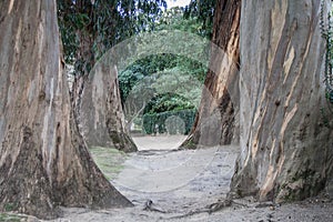 Road between the great eucalyptus