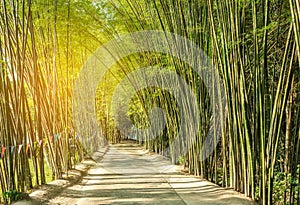 Road with green bamboo forest curve natural tunnel cave